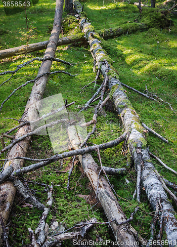 Image of Damaged wood pests and fallen trees in the forest