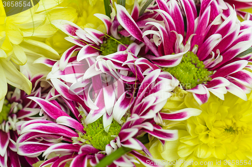 Image of Bouquet of beautiful colorful chrysanthemums, close-up  