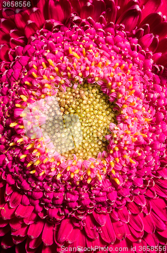 Image of Beautiful red gerbera flower, close up