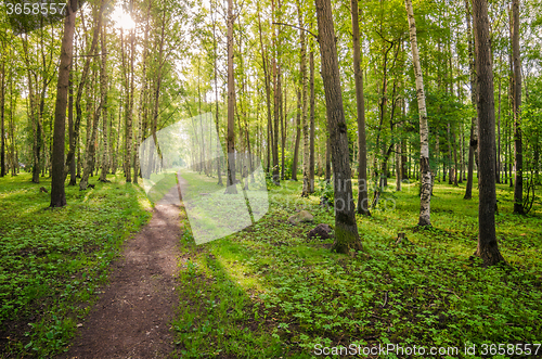 Image of Illuminated by the morning sun path in the park