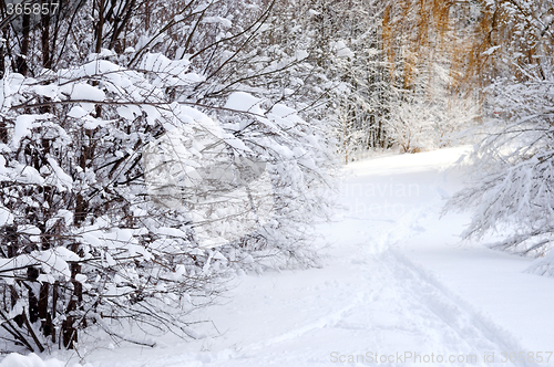 Image of Path in winter forest