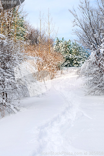 Image of Path in winter forest