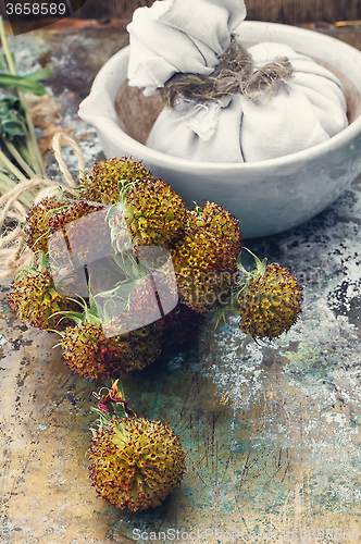 Image of Harvesting medicine herbs