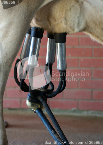 Image of milking the cow