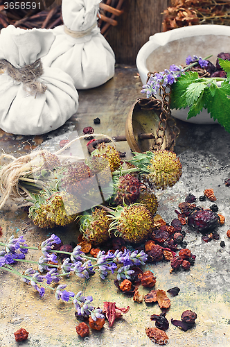 Image of Harvesting medicine herbs