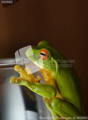 Image of frog on glass