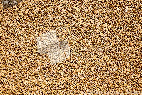 Image of heap of wheat grains  