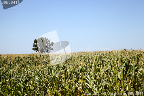 Image of tree in the field 