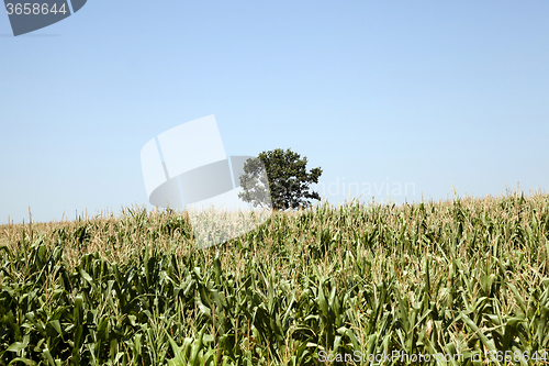 Image of corn field. Agricultural  