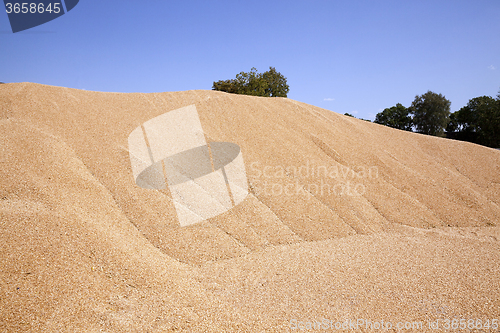 Image of grain wheat .   heap 