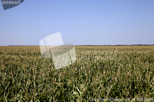 Image of  immature corn field 