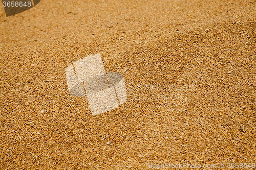 Image of grain wheat .   heap 