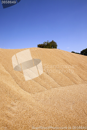 Image of grain wheat .   heap 