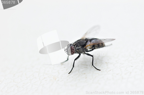Image of fly on white