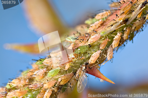 Image of aphids