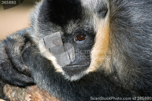 Image of white handed gibbon