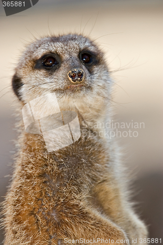 Image of meerkat looking at camera