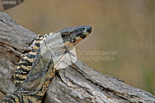 Image of goanna resting on log