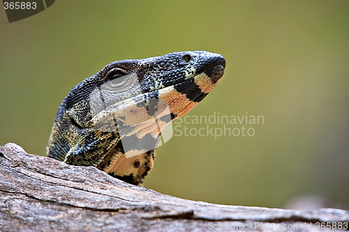 Image of lace monitor