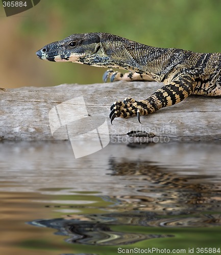 Image of goanna balance