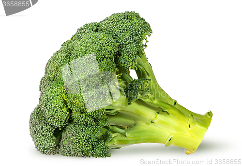 Image of Large inflorescences of fresh broccoli lying