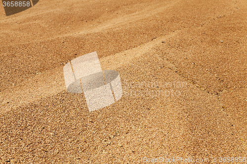 Image of heap of wheat grains  