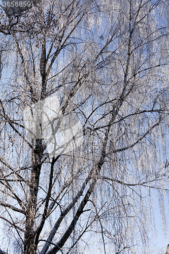 Image of birch branches. winter