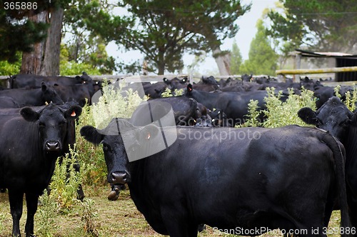 Image of black cows