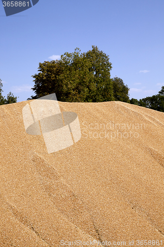 Image of wheat crop . cereals
