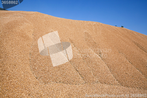 Image of wheat crop . cereals