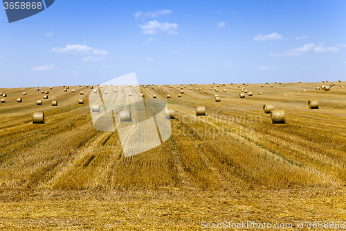 Image of stack of straw in the field  