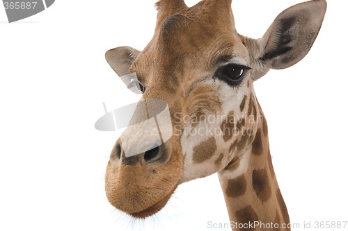 Image of closeup giraffe on white
