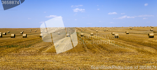 Image of   cereals during harvest 