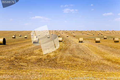 Image of agriculture   field .  summer