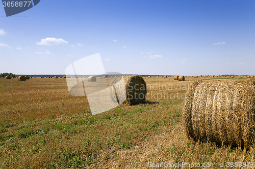 Image of  field after harvesting  