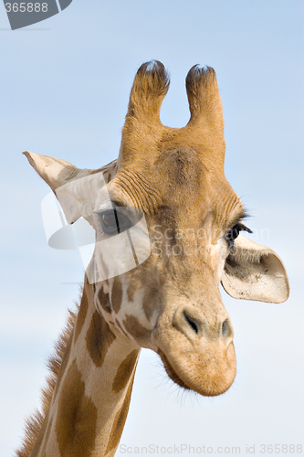 Image of brooding giraffe