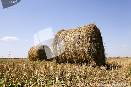 Image of haystacks straw . summer