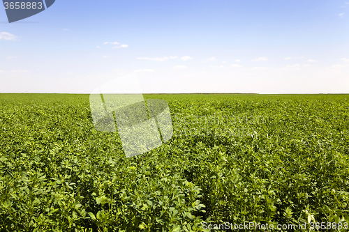 Image of   Agricultural field.  grass 