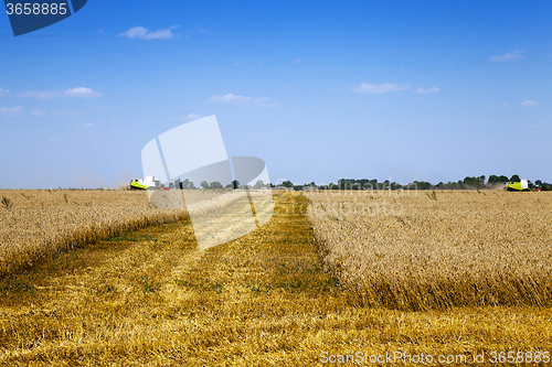 Image of  agricultural field. cereals