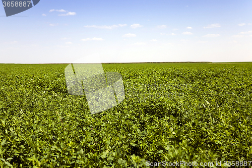 Image of   Agricultural field.  grass 