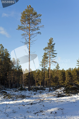 Image of deforestation in the winter  