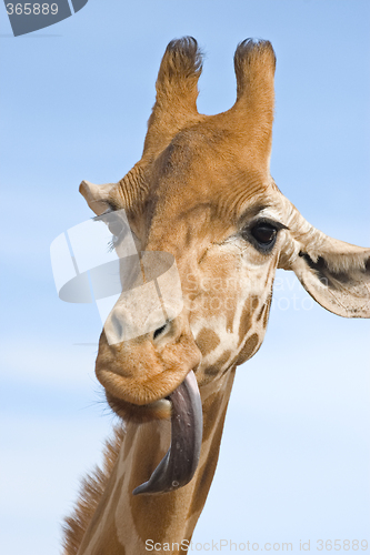Image of giraffe looking stupid