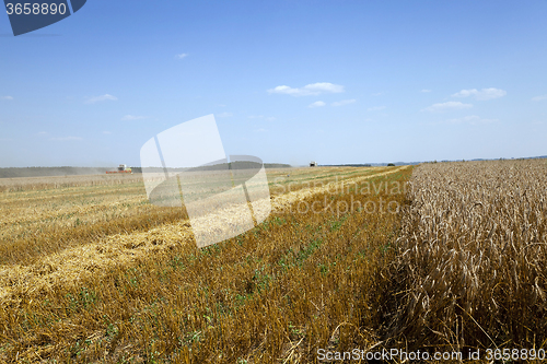 Image of agriculture. harvest. summer