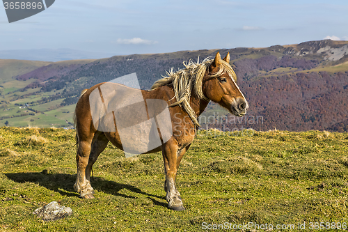 Image of Wild Horse