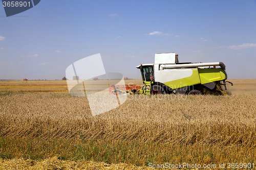 Image of agricultural field. cereals