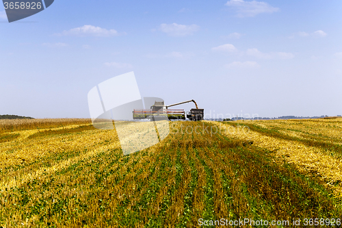 Image of  harvesting . agricultural field. 
