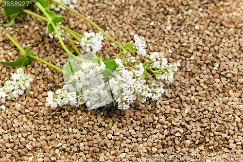 Image of   buckwheat and   flower