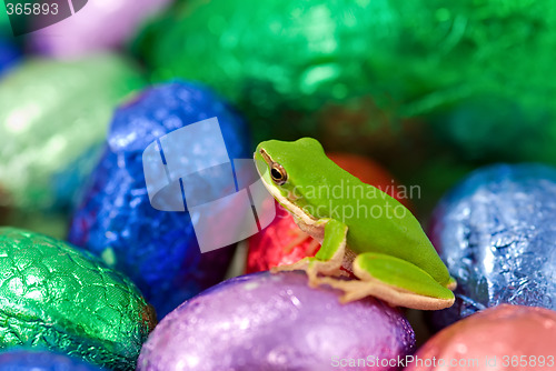 Image of frog at easter