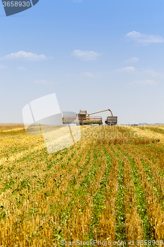 Image of Harvester in the field  