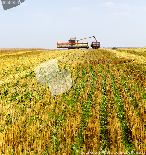 Image of Harvester in the field  